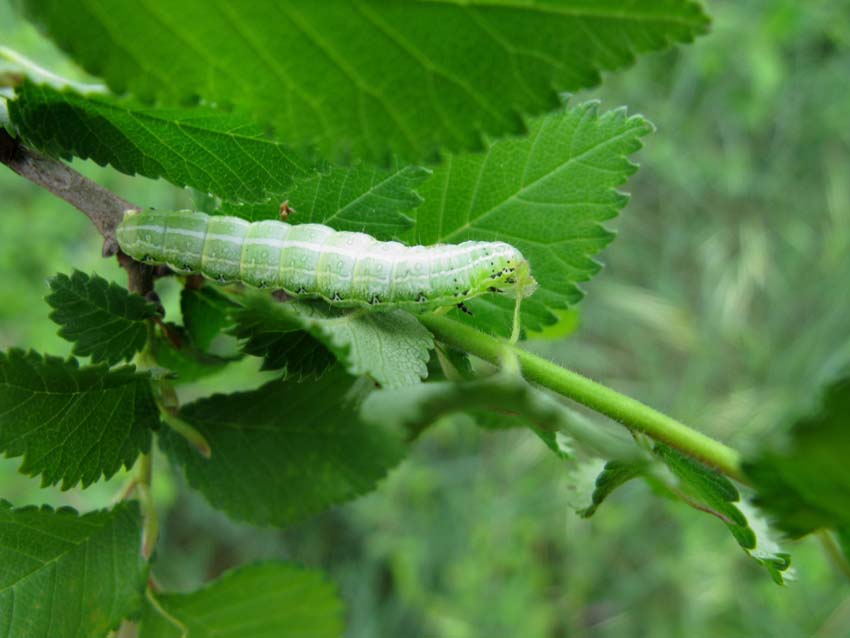 dal  bruco alla falena da identificare